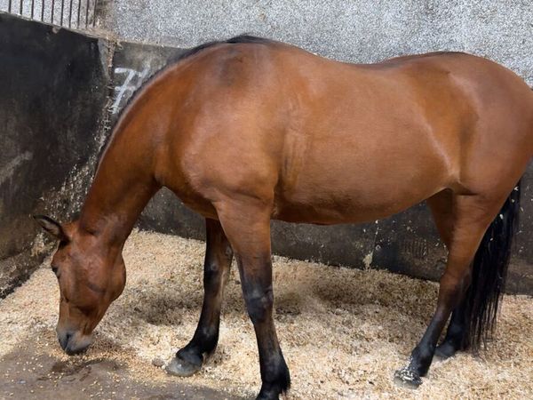 Connamara mare - Main image