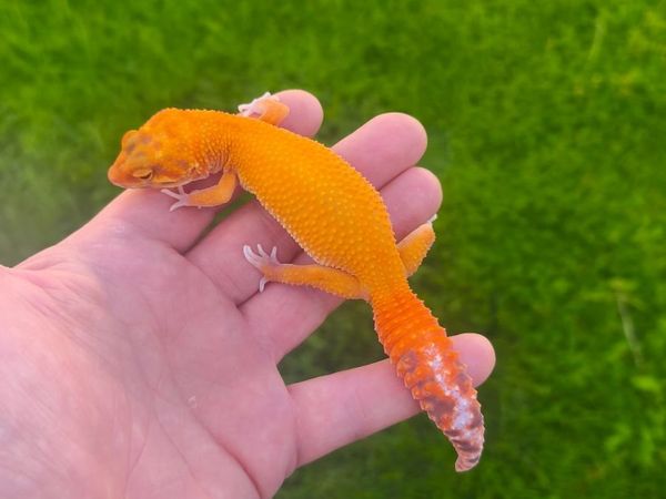 Leopard gecko - Main image
