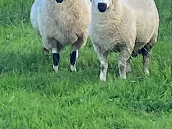Pure Bred registered KerryHill ram Lambs - Main image