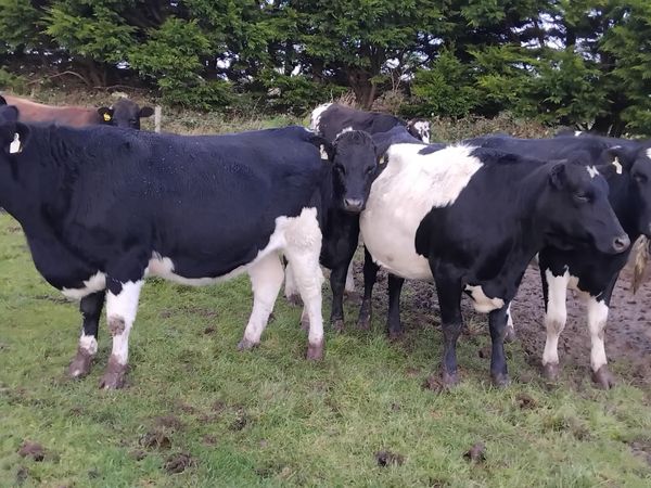 10 spring calfing friesian heifers - Main image