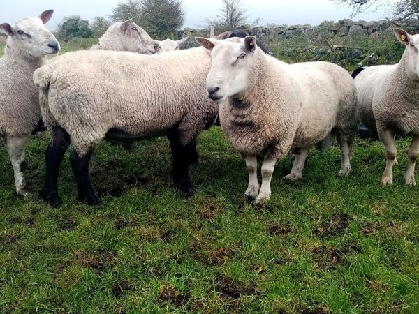 Rams - Main image