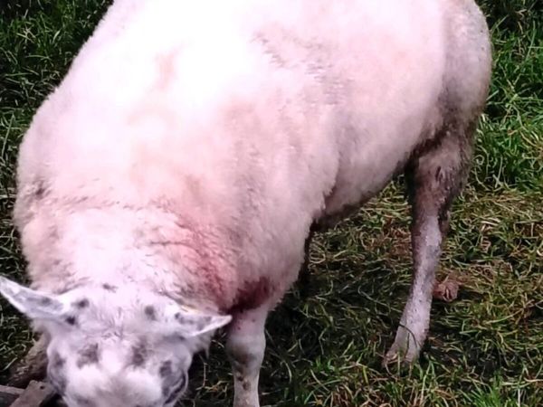 Pedigree Beltex ram - Main image