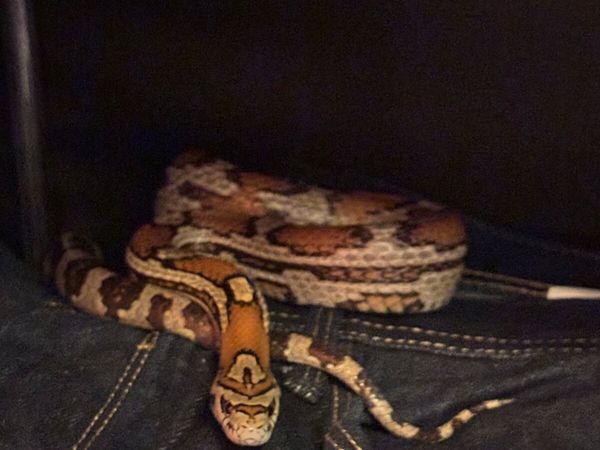 Corn Snake - Main image