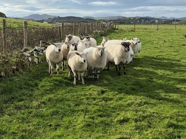 Hoggets - Main image