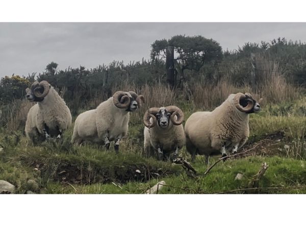 Lanark Shearlings - Main image