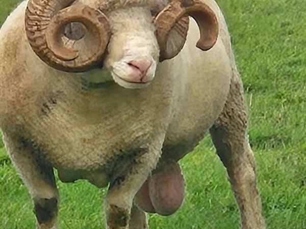 Dorset Ram - Main image