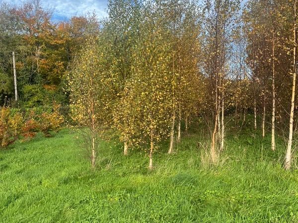 Mature Birch tree 15 Ft - Main image