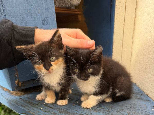 Kittens - Main image