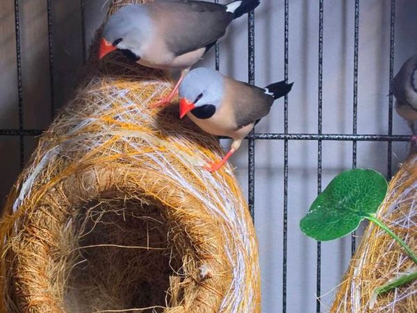 Finches  - Hex, star ,owl - Main image