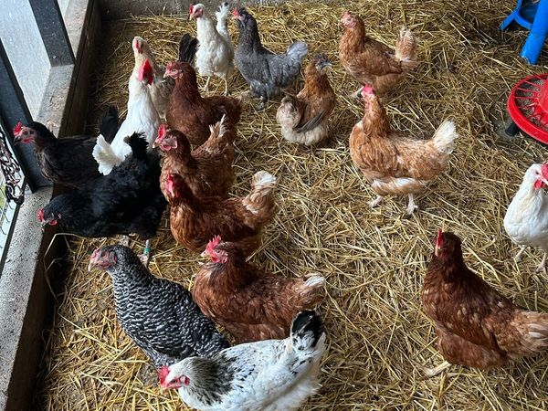 Hens for sale - Main image