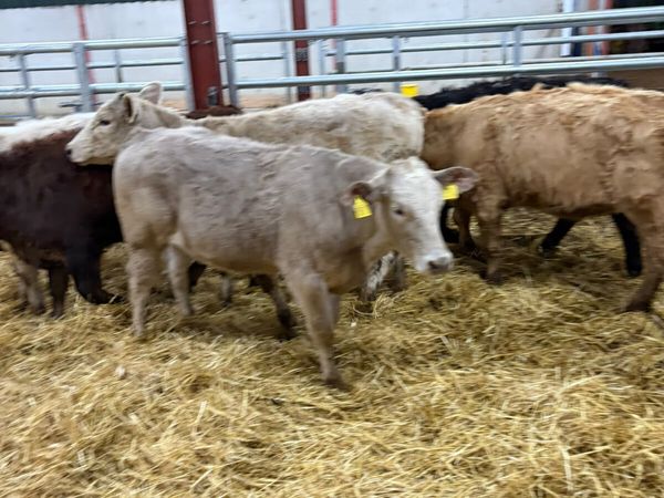 Charolais and lim heifers - Main image