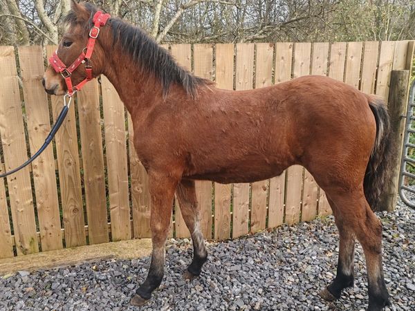 connemara pony - Main image