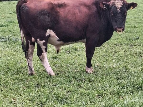 RED FRIESIAN BULL - Main image