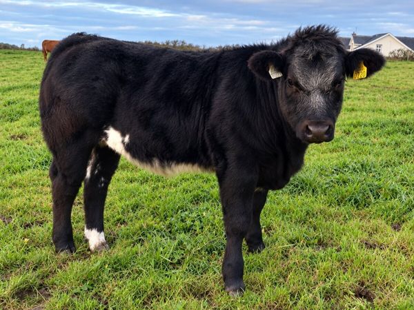 AI bred top quality weanlings Ennis mart 3rd Nov - Main image
