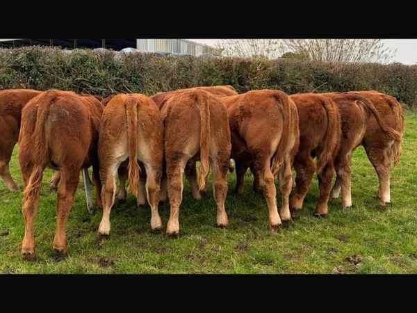 Weanling Bulls - Main image