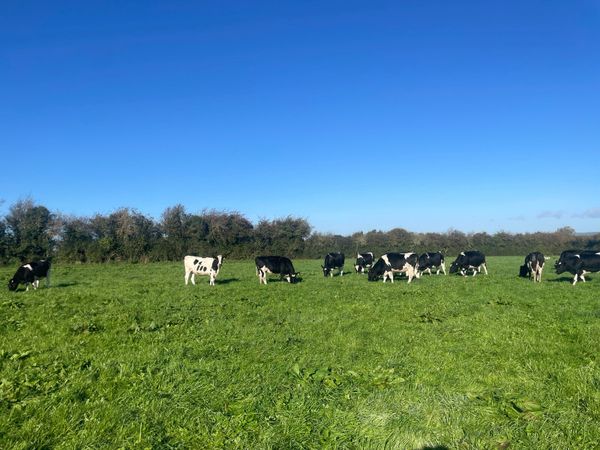 In calf Fr heifers - Main image