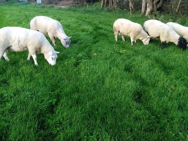 Cheviot Texel Suffolk Charollis Rams look - Main image