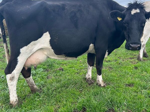 Empty cows - Main image