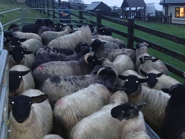 Organic lambs - Main image