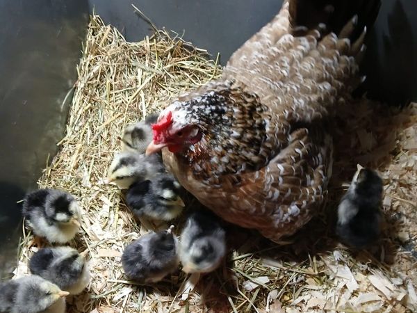 Bantam hen & chicks - Main image