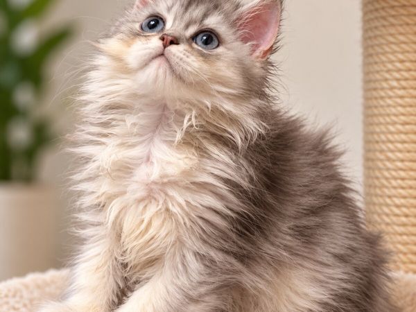 Purebred British longhair boy - Main image