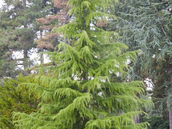 4  Deodar Cedar Trees - Main image