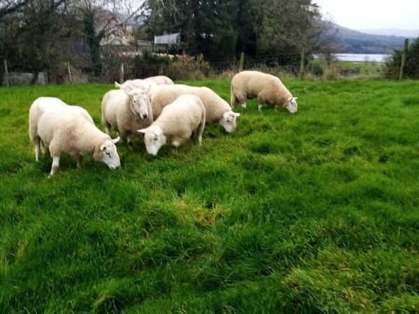 Cheviot Texel Suffolk Charollis Rams look - Main image