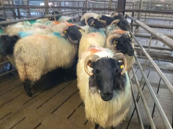 Young Mountain Ewes - Main image