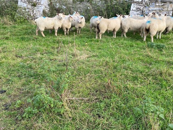 Ewe lambs - Main image