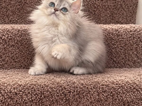 Purebred British longhair boy - Main image