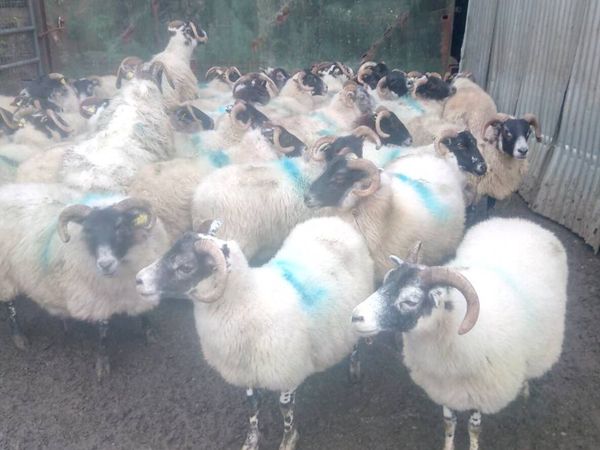 40 lanark ewes - Main image