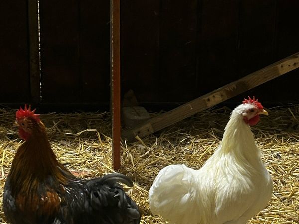 Pekin roosters - Main image