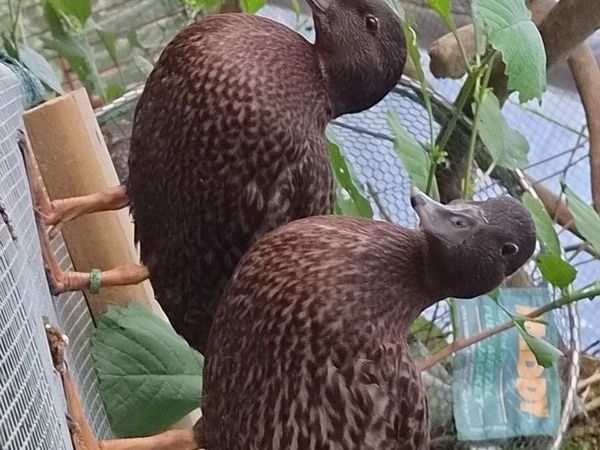 Call Ducks/ Ornamental /Partridge Pekin - Main image