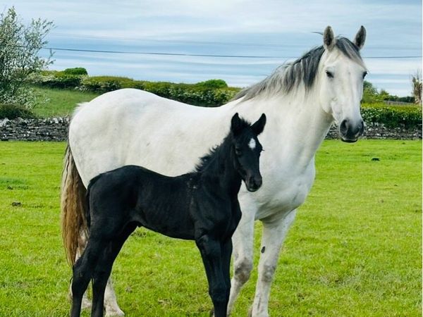 RID Filly - Main image