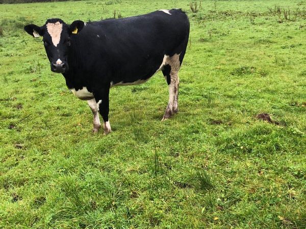 Fr heifer in calf - Main image