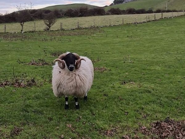 Year Old Blackface Ram - Main image