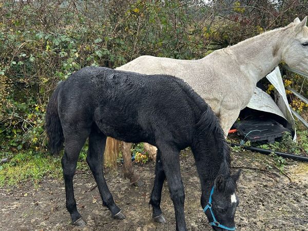 Connemara Colt Foal - Main image