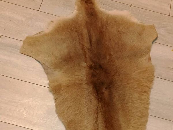 Kangaroo hide 150cm - Main image
