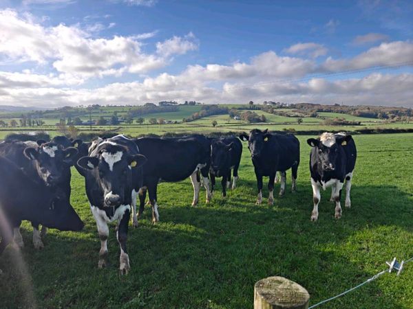 In calf heifers - Main image
