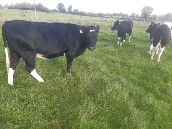6 incalf Fresian Heifers - Main image