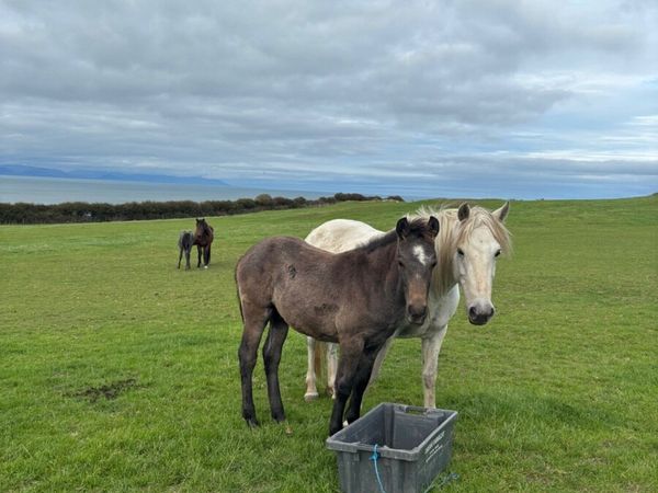 Connemara foals - Main image