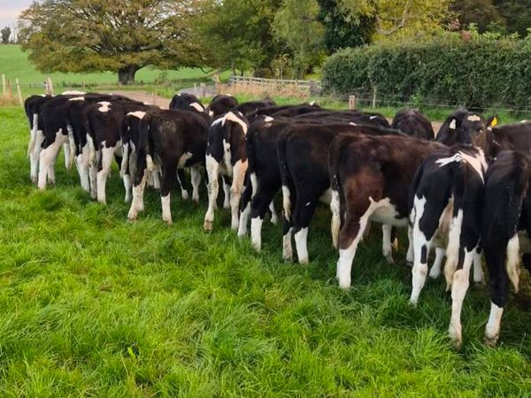 Weanling heifers - Main image