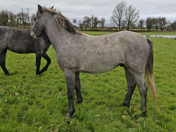 Lovely 2 year old Connemara gelding out of Class 1 - Main image