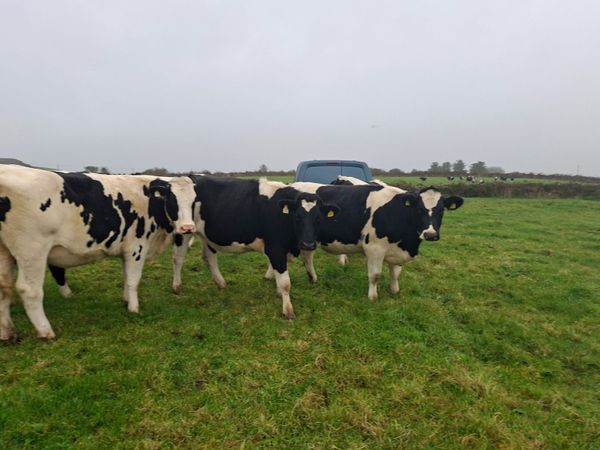 Incalf friesian heifer s - Main image