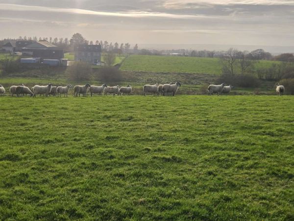 Mule Ewes - Main image