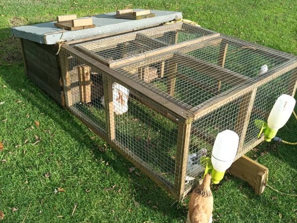 Chicken coops - Main image
