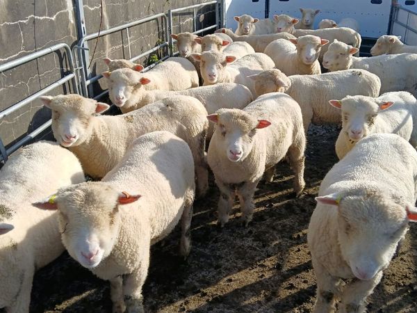 20 Dorset ewe lambs. - Main image