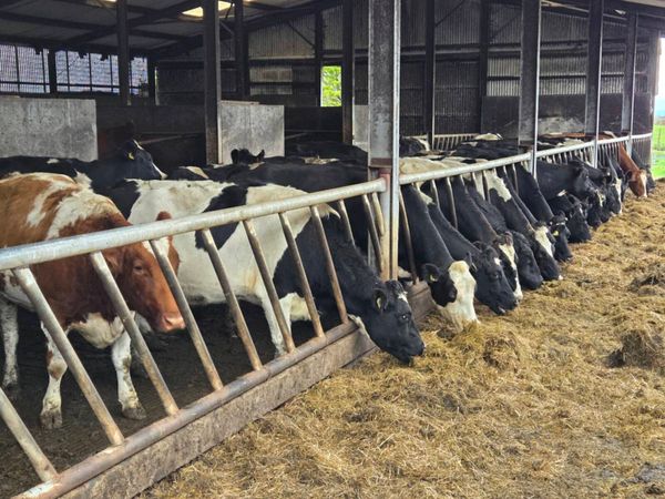 Dairy cows - Main image