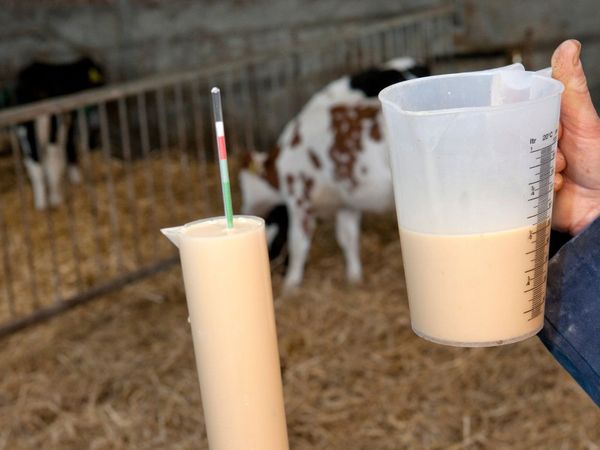 Colostrum - Main image