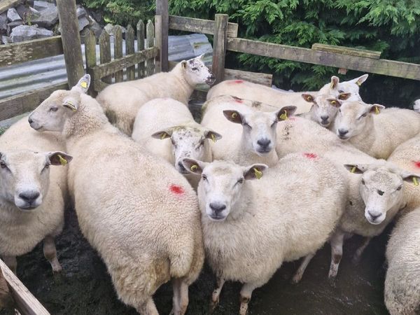 Sheep - Main image